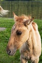 ÃÂ¡ute foal grazing on lakeshore. Young horse is pasture on lawn lakeside Royalty Free Stock Photo